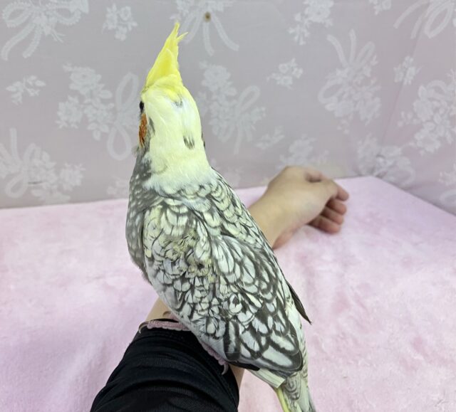 オカメインコ