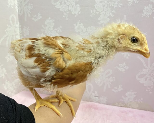 ボリスブラウン