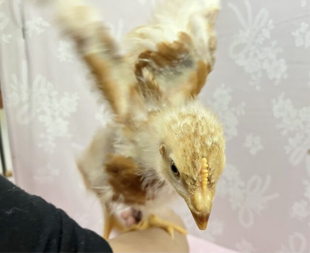 ボリスブラウン