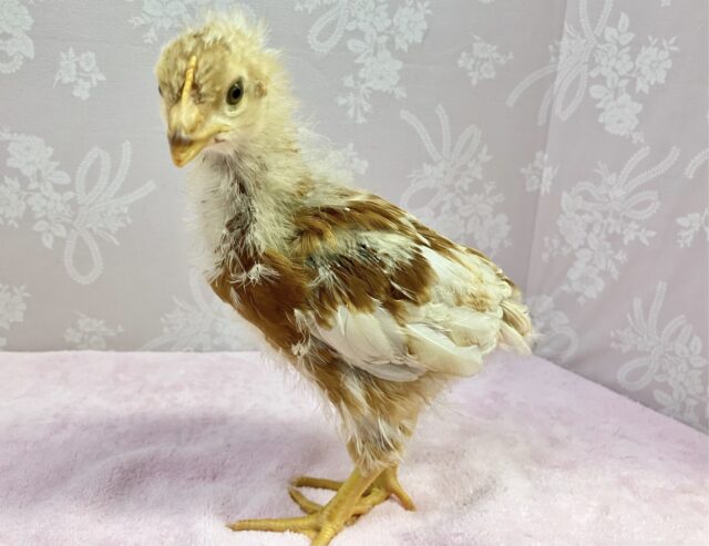 ボリスブラウン