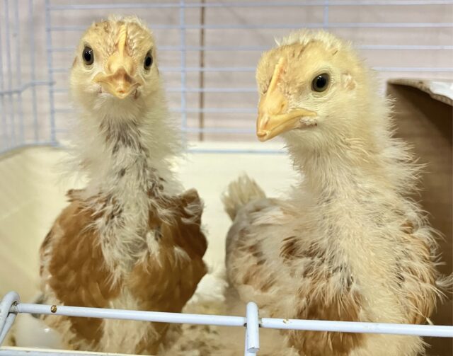 ボリスブラウン