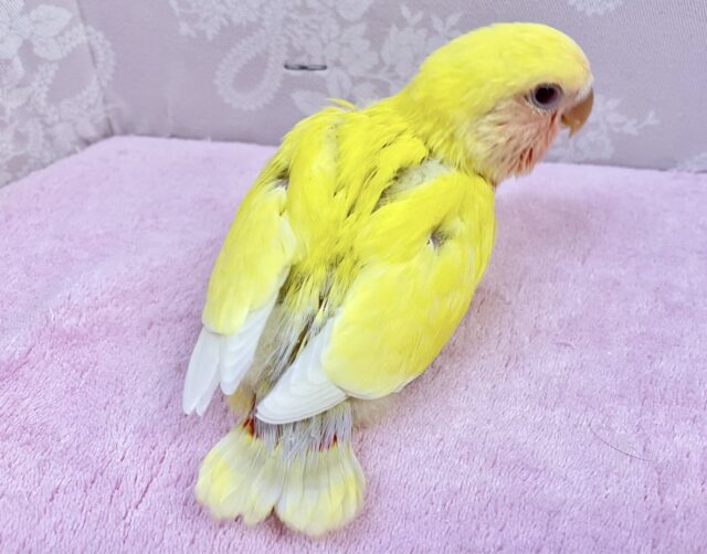 コザクラインコ（小桜インコ）