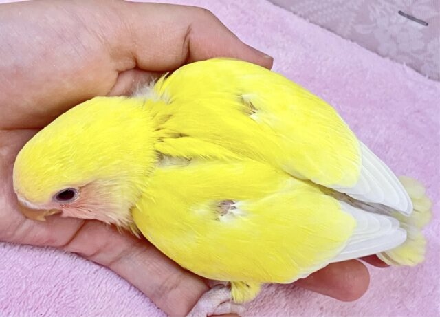 コザクラインコ（小桜インコ）