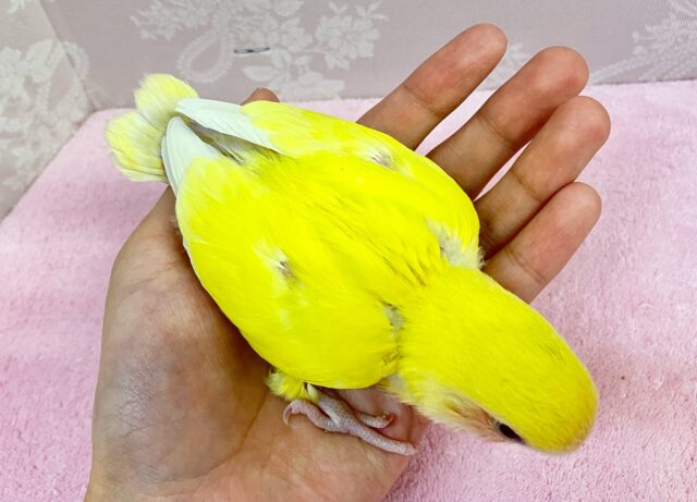 コザクラインコ（小桜インコ）