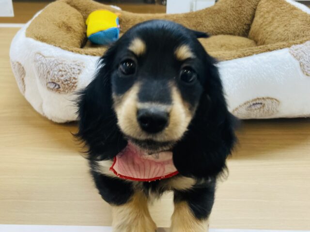 ミニチュアダックス