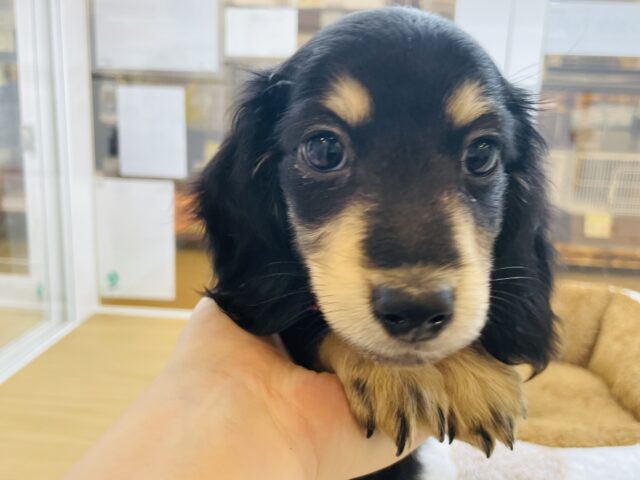 ミニチュアダックス