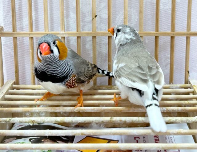 ふっくらもっふぅ💕ジャンボキンカチョウ ペア ジャンボキンカチョウ