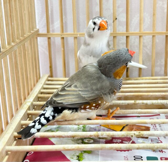 ふっくらもっふぅ💕ジャンボキンカチョウ ペア ジャンボキンカチョウ