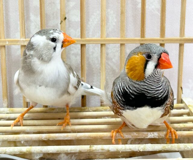 ふっくらもっふぅ💕ジャンボキンカチョウ ペア ジャンボキンカチョウ