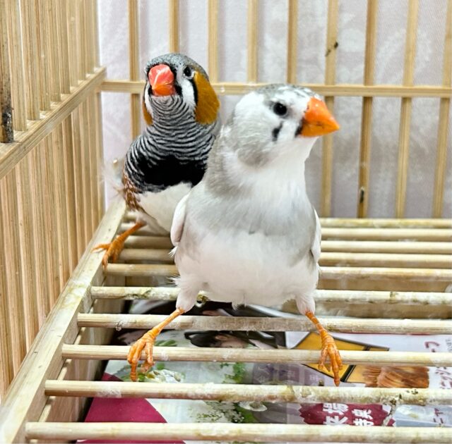 ふっくらもっふぅ💕ジャンボキンカチョウ ペア ジャンボキンカチョウ