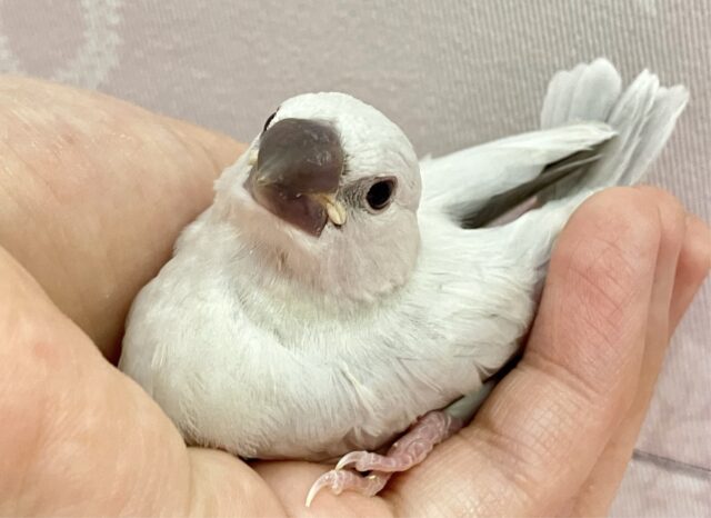 シルバー文鳥
