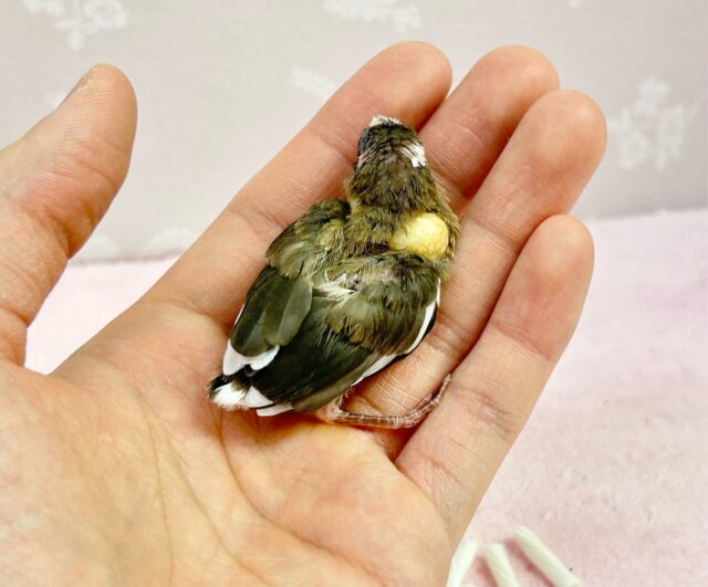 ✨️最新画像✨️手のひらサイズ🤍十姉妹(ノーマル) 2024年3月生まれ 十姉妹(ジュウシマツ)