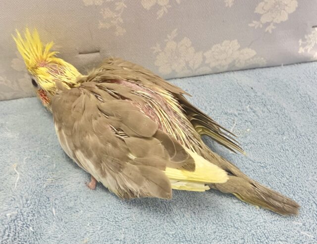 オカメインコ