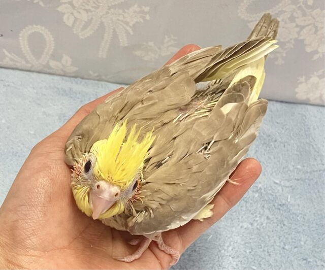 オカメインコ
