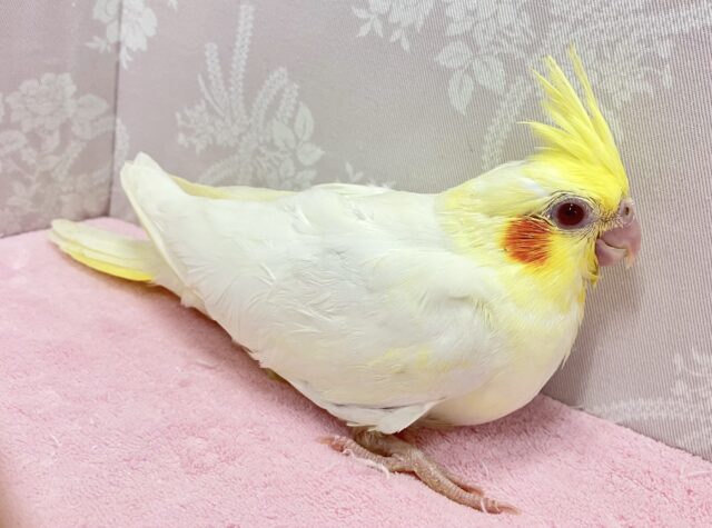 オカメインコ