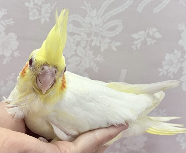 オカメインコ