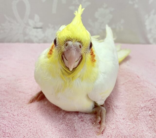 オカメインコ