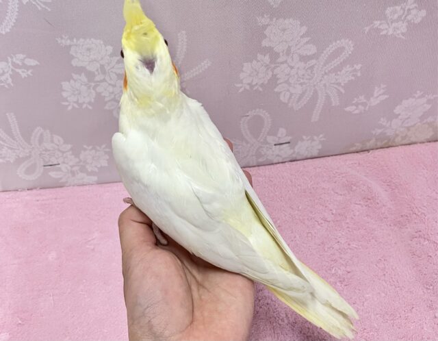 オカメインコ