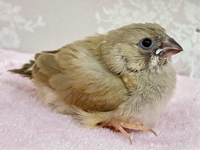 錦花鳥（キンカチョウ）