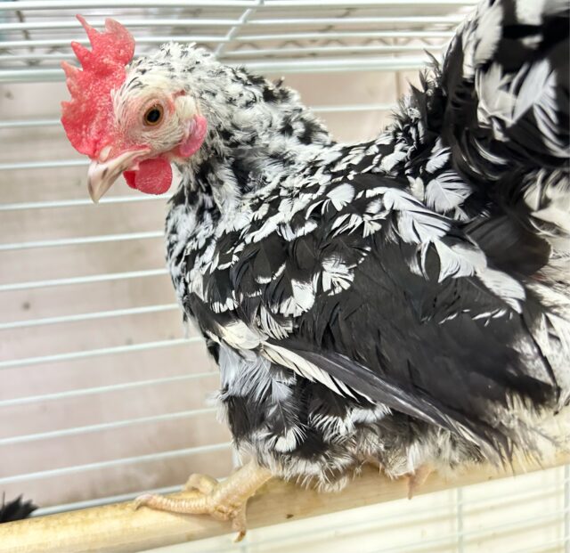 碁石チャボ（ゴイシチャボ）