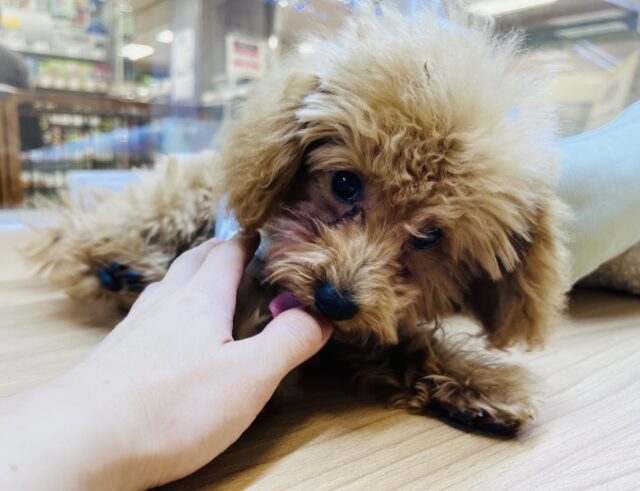 人が大好き甘えんボーイ❣️撫で撫でして〜が止まりません💕 トイプードル