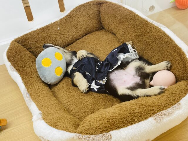 ミニチュアダックス