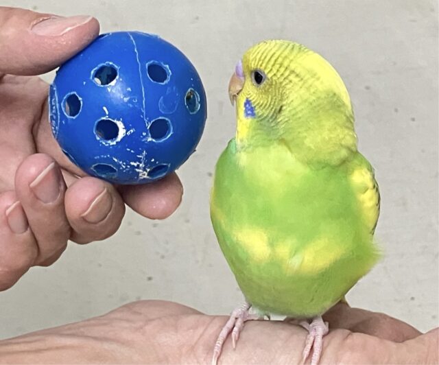 セキセイインコ