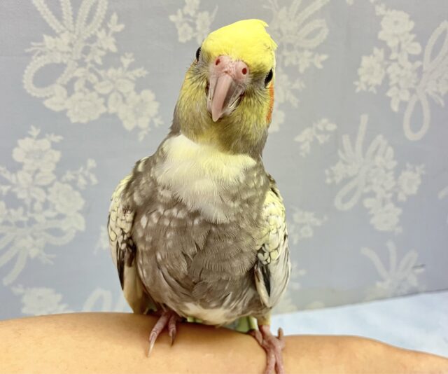 オカメインコ
