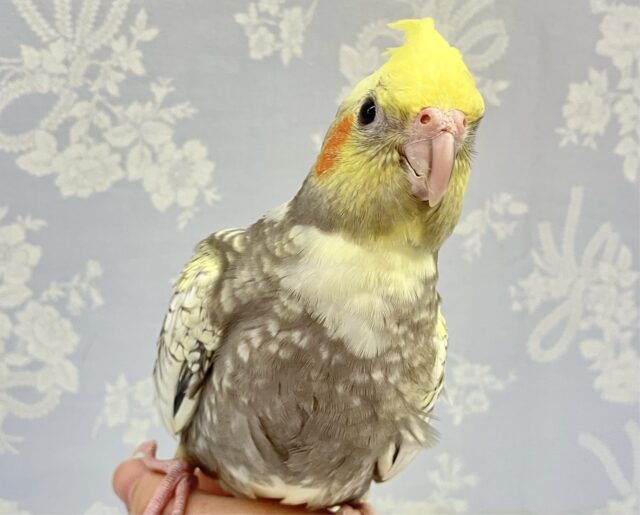 オカメインコ