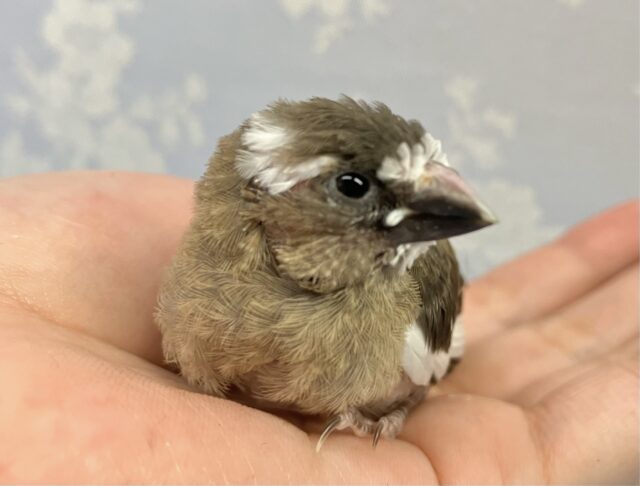 ✨️最新画像✨️手のひらサイズ🤍十姉妹(ノーマル) 2024年3月生まれ 十姉妹(ジュウシマツ)