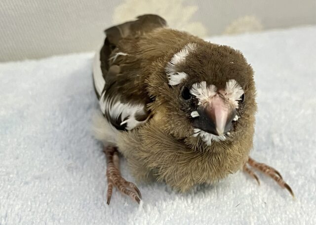 ✨️最新画像✨️手のひらサイズ🤍十姉妹(ノーマル) 2024年3月生まれ 十姉妹(ジュウシマツ)