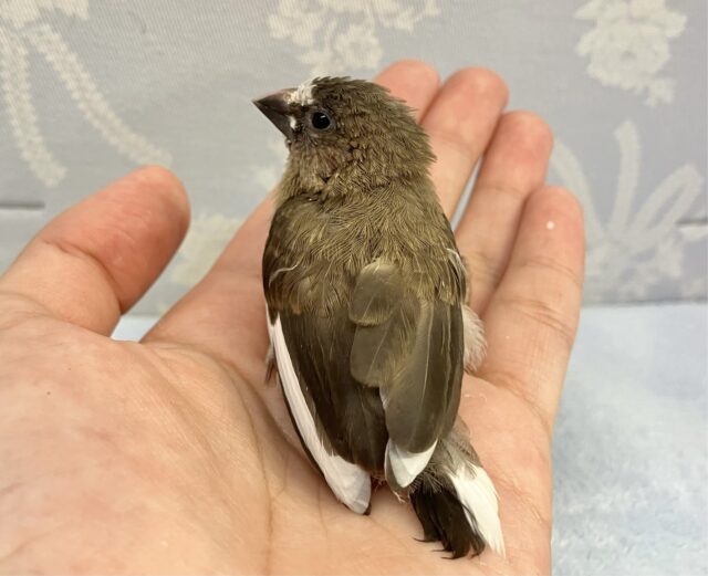 ✨️最新画像✨️手のひらサイズ🤍十姉妹(ノーマル) 2024年3月生まれ 十姉妹(ジュウシマツ)