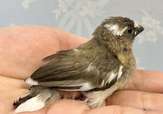 ✨️最新画像✨️手のひらサイズ🤍十姉妹(ノーマル) 2024年3月生まれ 十姉妹(ジュウシマツ)