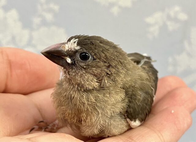 ✨️最新画像✨️手のひらサイズ🤍十姉妹(ノーマル) 2024年3月生まれ 十姉妹(ジュウシマツ)