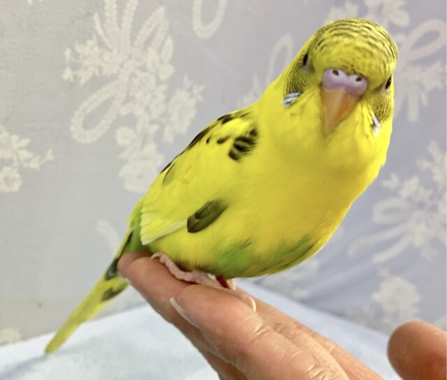 セキセイインコ