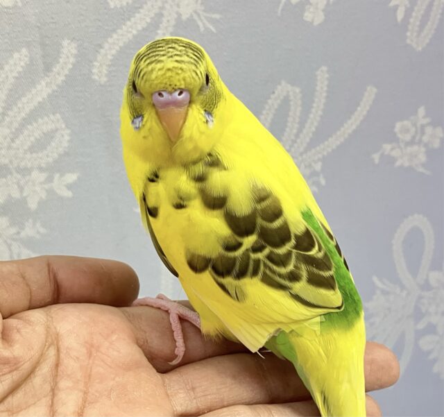 セキセイインコ