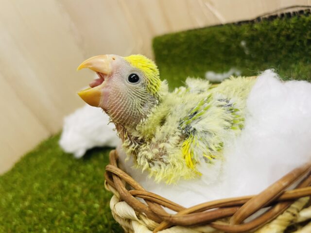コザクラインコ（小桜インコ）