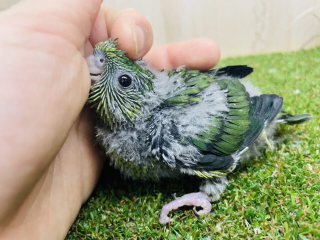 サザナミインコ