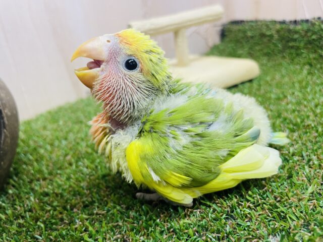 コザクラインコ（小桜インコ）