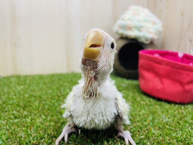 コザクラインコ（小桜インコ）