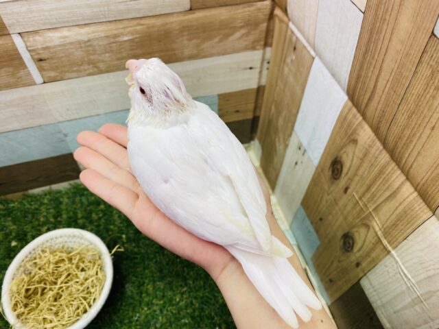 オカメインコ