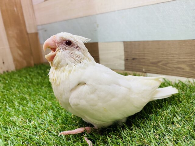 オカメインコ
