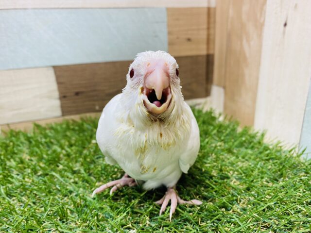 オカメインコ