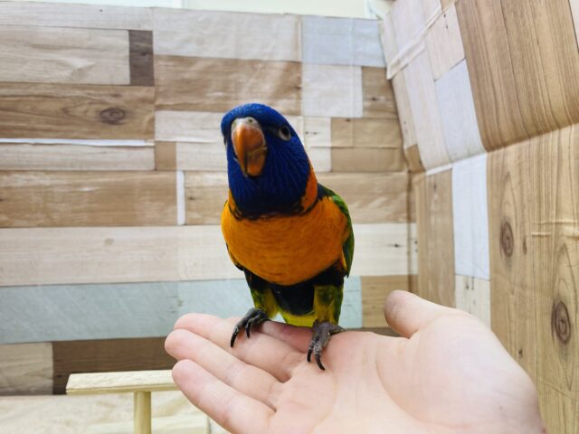 アカエリゴシキセイガイインコ