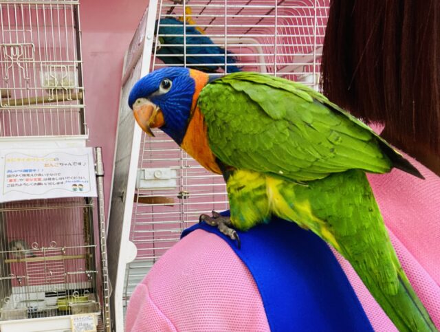 アカエリゴシキセイガイインコ