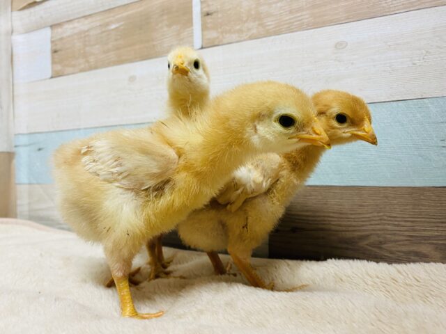 ボリスブラウン