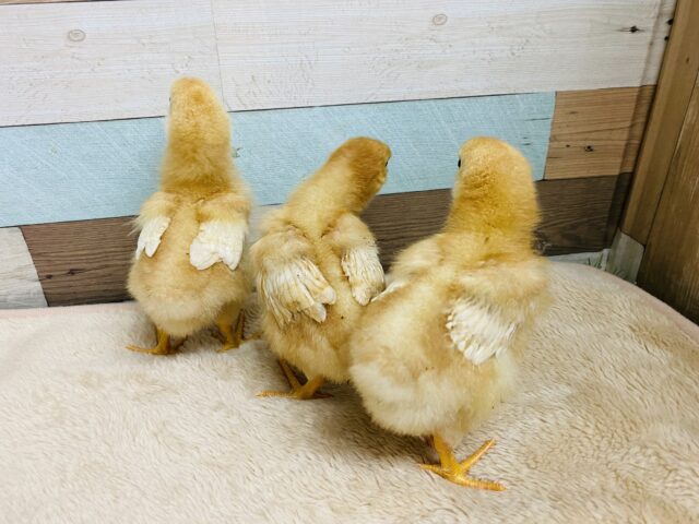 ボリスブラウン