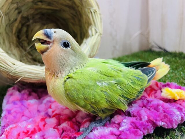 コザクラインコ（小桜インコ）