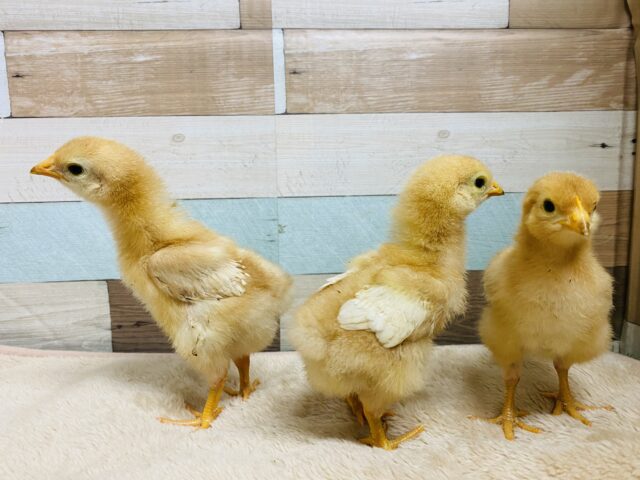 ボリスブラウン