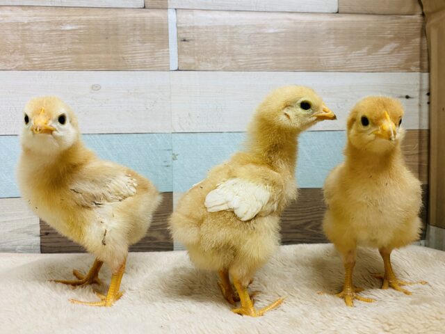 ボリスブラウン